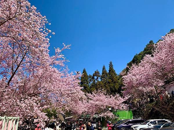 【2023賞櫻去】拉拉山恩愛農場賞櫻親子一日遊｜絕美賞櫻勝地