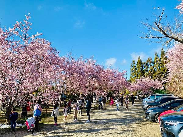 【2023賞櫻去】拉拉山恩愛農場賞櫻親子一日遊｜絕美賞櫻勝地