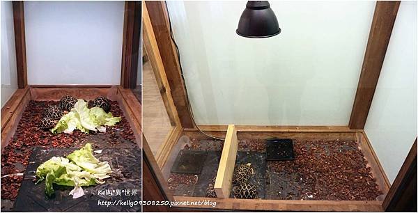星龜_7-1800.jpg