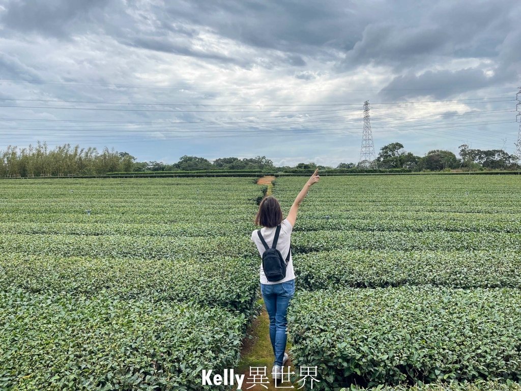 |湖口新景點 湖口茶香步道 後山茶園秘境 一層一層茶園好療癒