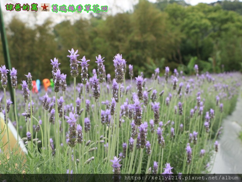 葛瑞絲香草花田27.JPG