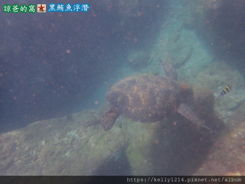 10909061400小琉球黑鮪魚浮潛12.jpg