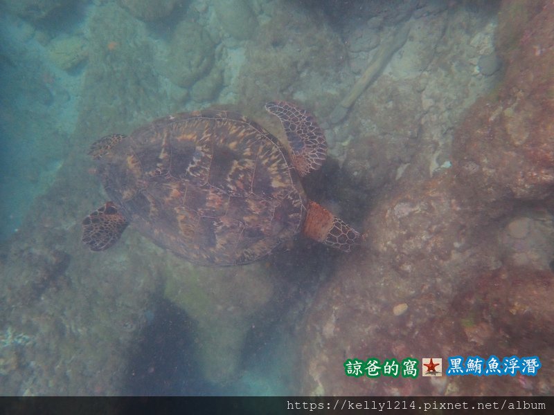 10909061400小琉球黑鮪魚浮潛13.jpg