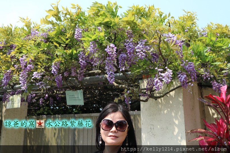 紫藤花05.JPG