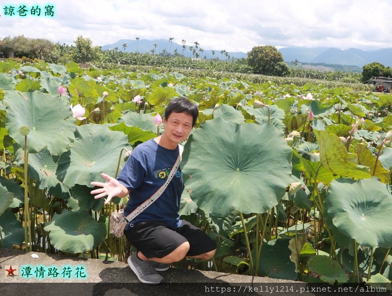 潭情路荷花02.JPG