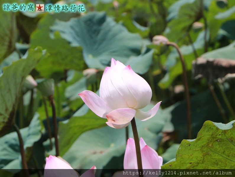 潭情路荷花05.JPG