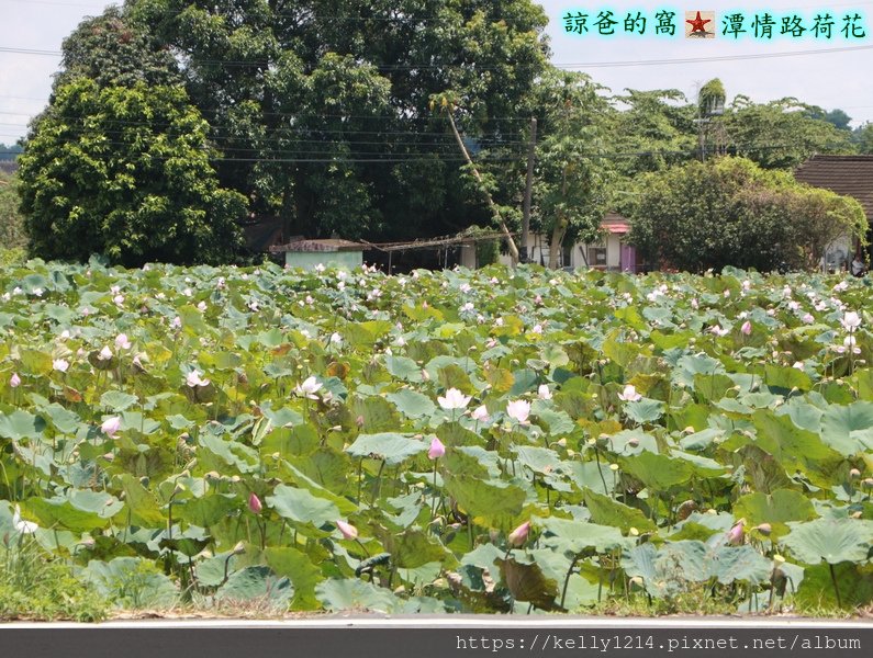 潭情路荷花06.JPG