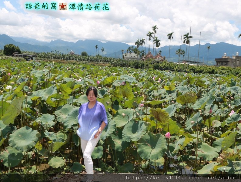 潭情路荷花08.JPG