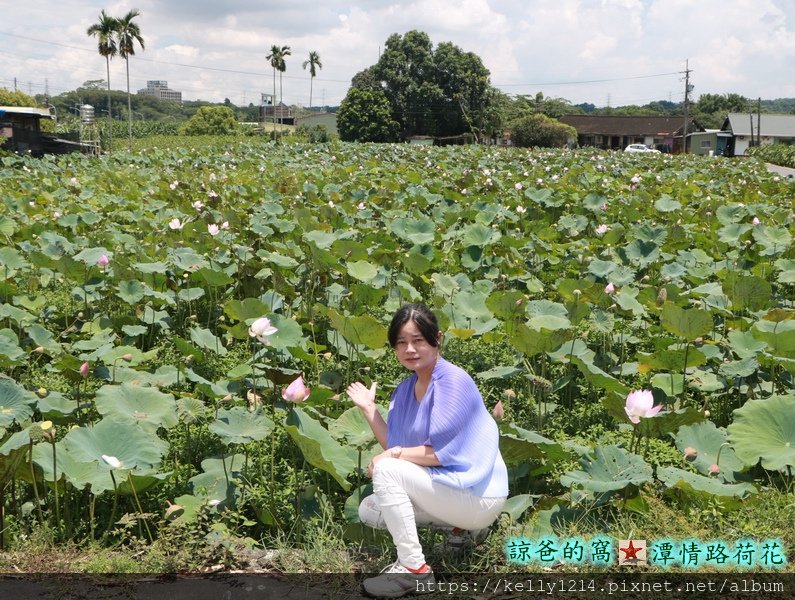 潭情路荷花10.JPG