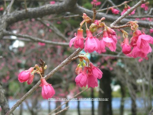 中正紀念堂賞櫻