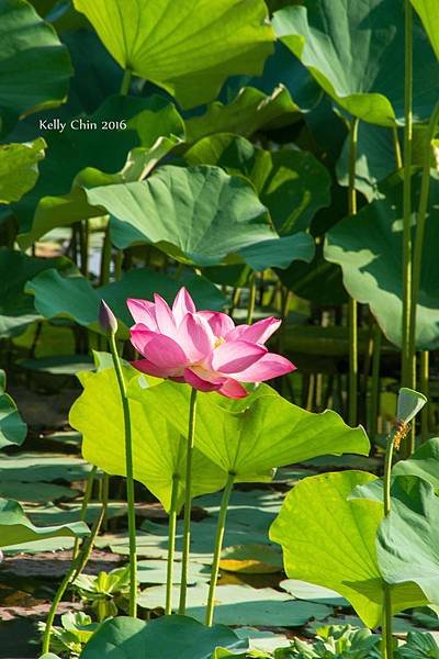 20160626-竹東頭前溪河濱生態公園-DSC00046_副本