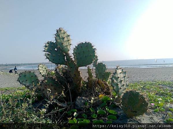 漁光島23.jpg