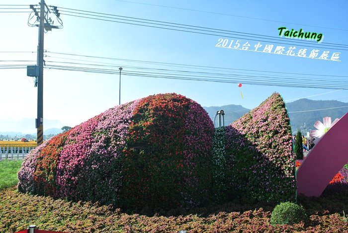 台中新社花海49