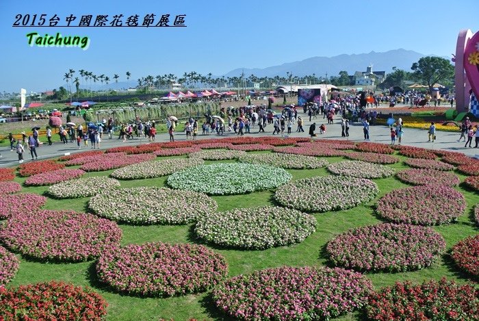 台中新社花海51