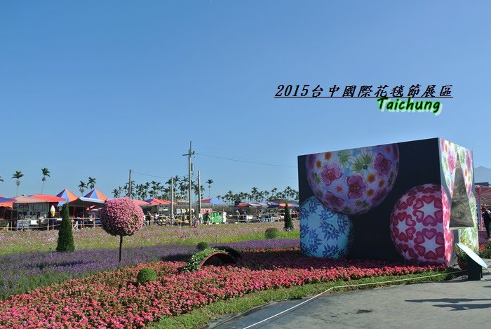 台中新社花海60