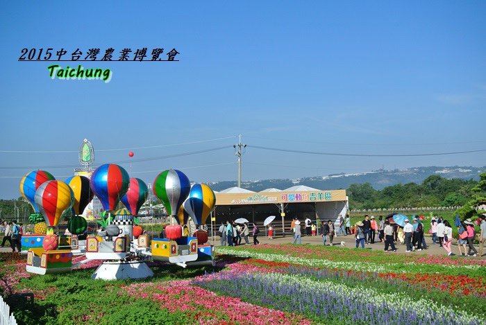 台中新社花海77