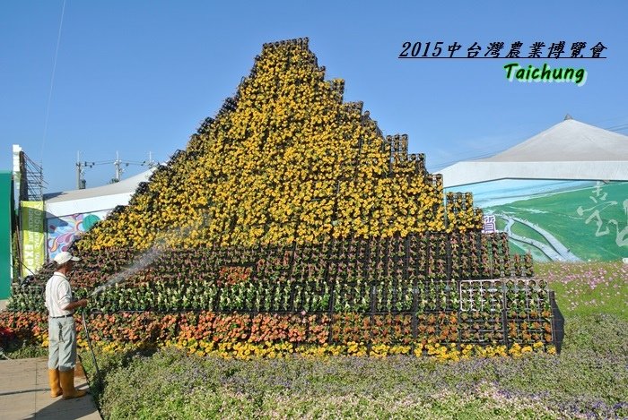 台中新社花海79