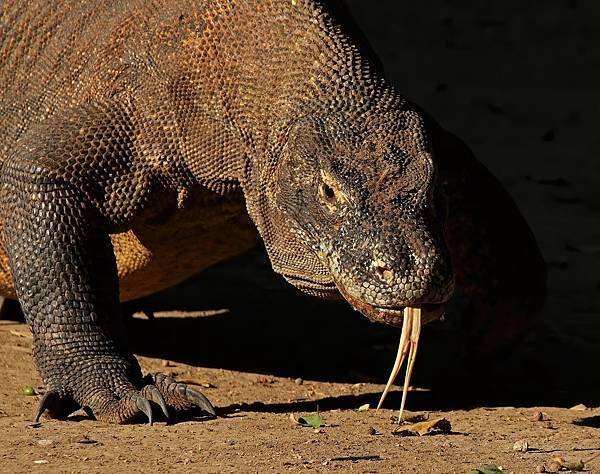 2560px-Komodo_dragon_(Varanus_komodoensis).jpg