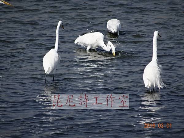DSC01233.JPG