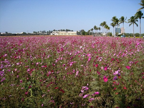 20090218台南生產路花海04.jpg