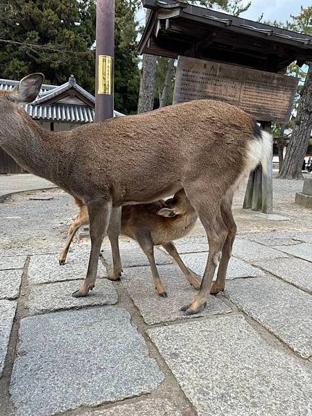 琵琶湖、奈良、大阪 01.12.2023 to 06.12.