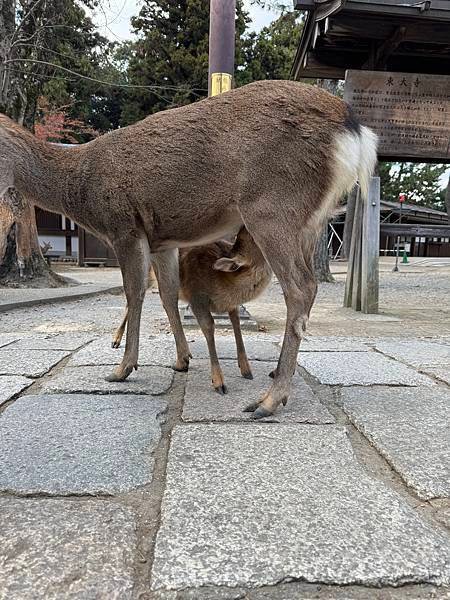 琵琶湖、奈良、大阪 01.12.2023 to 06.12.