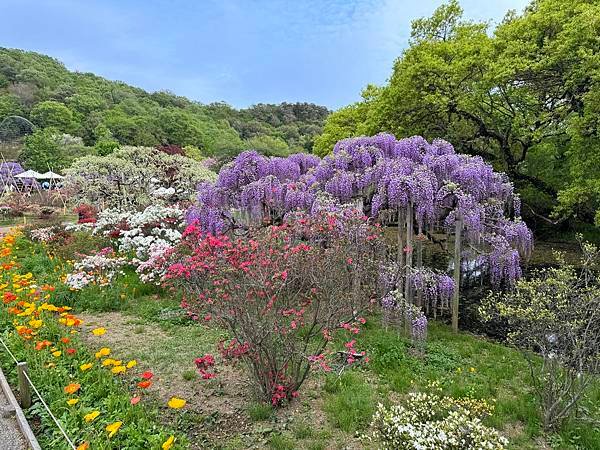 茨城縣、櫪木縣、秩父市、河口湖、東京 - 19.04.202