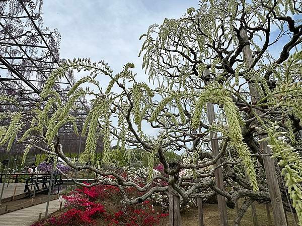 茨城縣、櫪木縣、秩父市、河口湖、東京 - 19.04.202