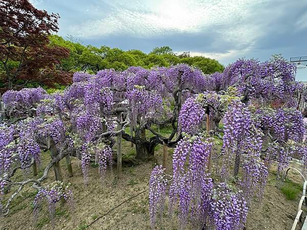 茨城縣、櫪木縣、秩父市、河口湖、東京 - 19.04.202