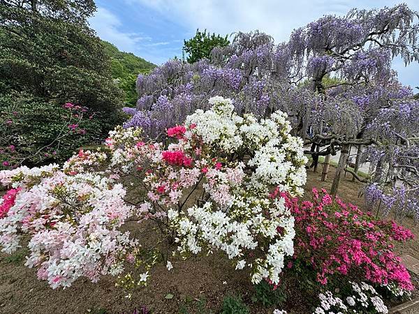 茨城縣、櫪木縣、秩父市、河口湖、東京 - 19.04.202