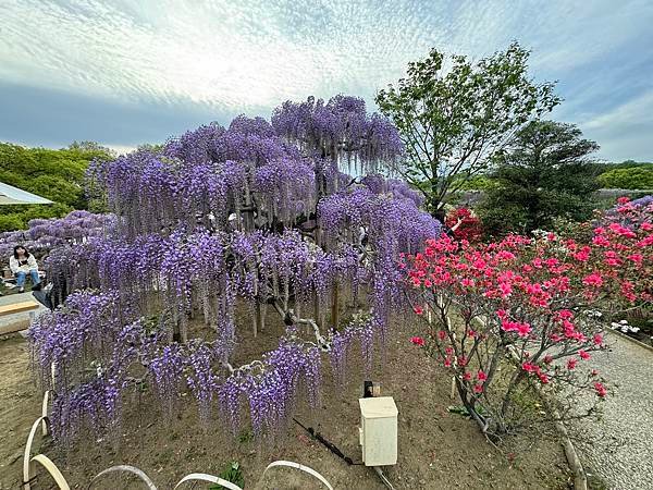 茨城縣、櫪木縣、秩父市、河口湖、東京 - 19.04.202