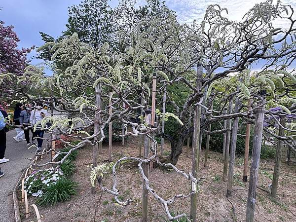 茨城縣、櫪木縣、秩父市、河口湖、東京 - 19.04.202