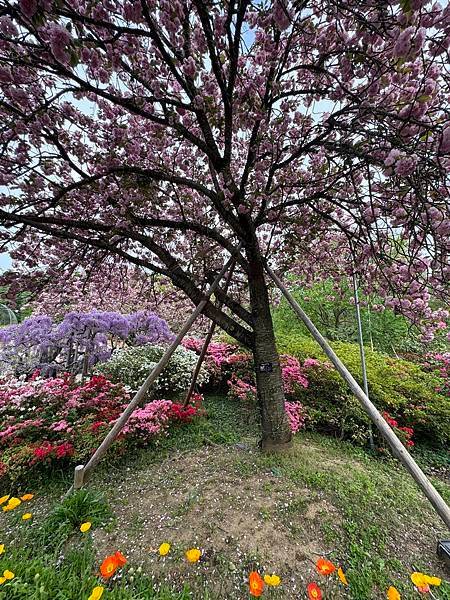 茨城縣、櫪木縣、秩父市、河口湖、東京 - 19.04.202