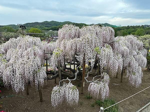 茨城縣、櫪木縣、秩父市、河口湖、東京 - 19.04.202