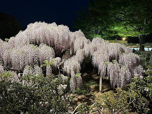 茨城縣、櫪木縣、秩父市、河口湖、東京 - 19.04.202