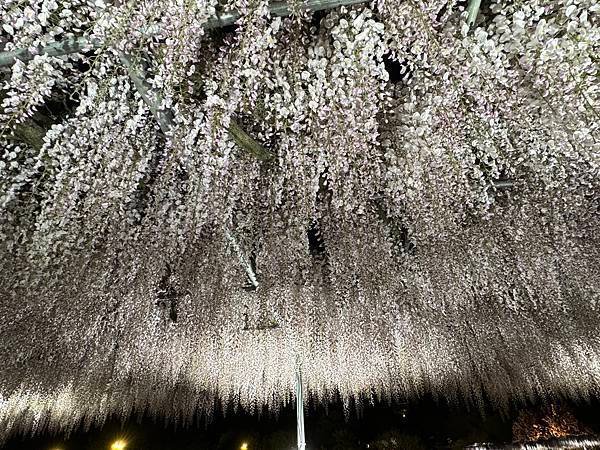 茨城縣、櫪木縣、秩父市、河口湖、東京 - 19.04.202