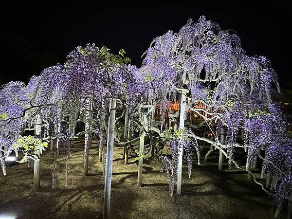 茨城縣、櫪木縣、秩父市、河口湖、東京 - 19.04.202