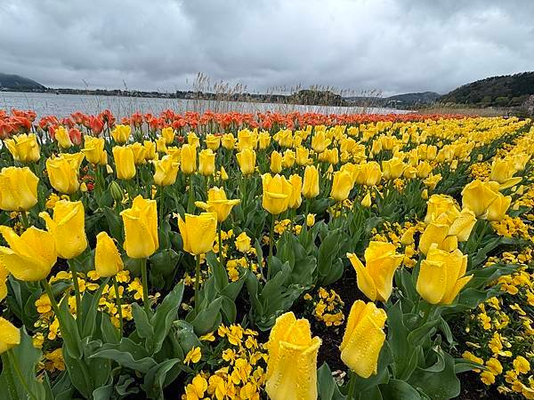 茨城縣、櫪木縣、秩父市、河口湖、東京 - 19.04.202