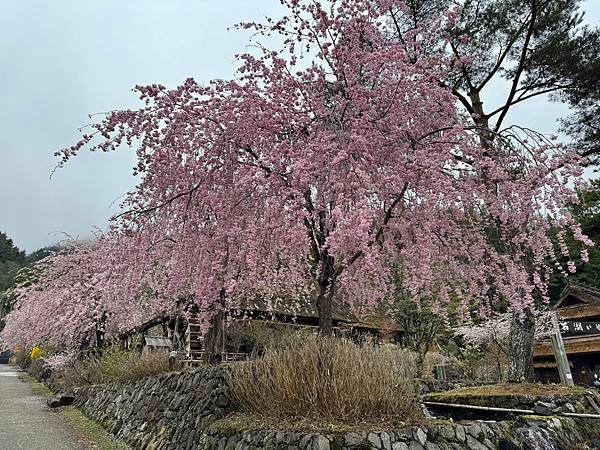 茨城縣、櫪木縣、秩父市、河口湖、東京 - 19.04.202