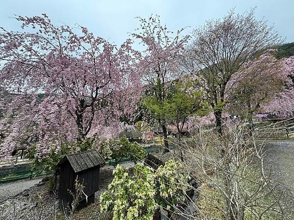 茨城縣、櫪木縣、秩父市、河口湖、東京 - 19.04.202