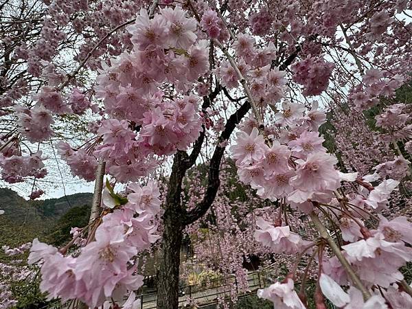 茨城縣、櫪木縣、秩父市、河口湖、東京 - 19.04.202