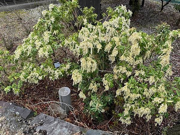 茨城縣、櫪木縣、秩父市、河口湖、東京 - 19.04.202