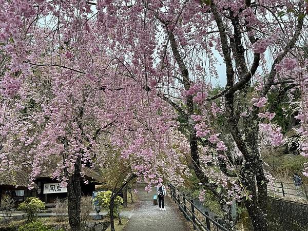 茨城縣、櫪木縣、秩父市、河口湖、東京 - 19.04.202