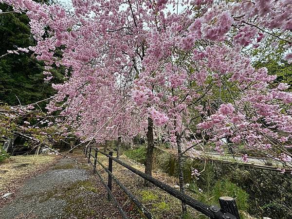 茨城縣、櫪木縣、秩父市、河口湖、東京 - 19.04.202