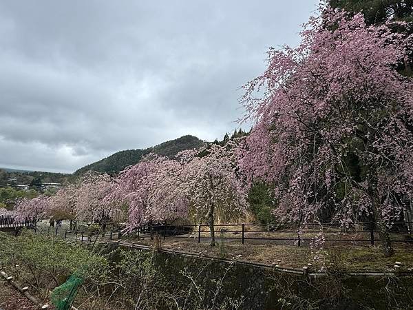 茨城縣、櫪木縣、秩父市、河口湖、東京 - 19.04.202