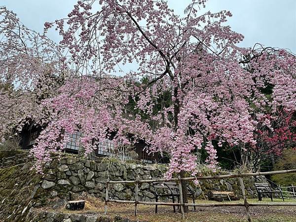 茨城縣、櫪木縣、秩父市、河口湖、東京 - 19.04.202