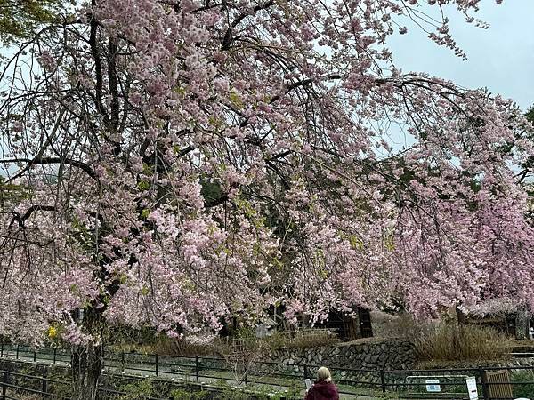 茨城縣、櫪木縣、秩父市、河口湖、東京 - 19.04.202