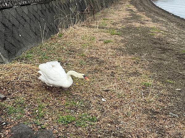 茨城縣、櫪木縣、秩父市、河口湖、東京 - 19.04.202