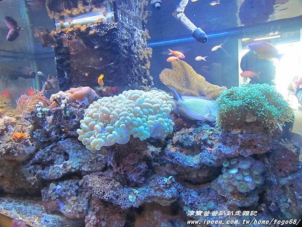 七星柴魚博物館 037.JPG