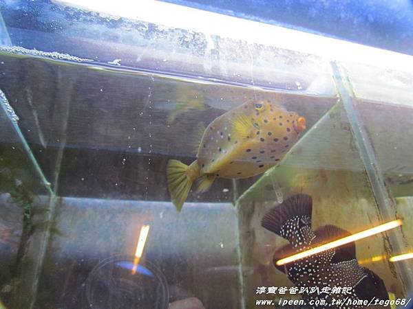 七星柴魚博物館 081.JPG